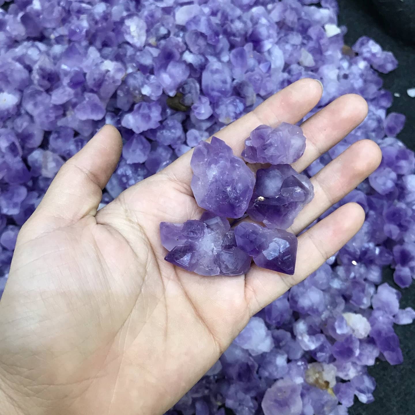 Mầm Thạch Anh tím